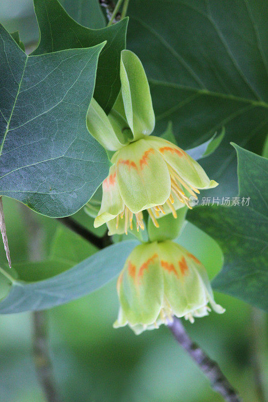 美国鹅掌楸(Liriodendron tulipifera)上的奶油花